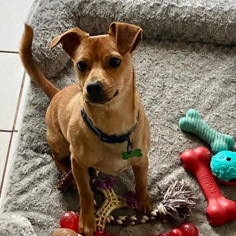 GRANOLA-Local, a ADOPTABLE mixed breed in Warwick, RI image 4/6