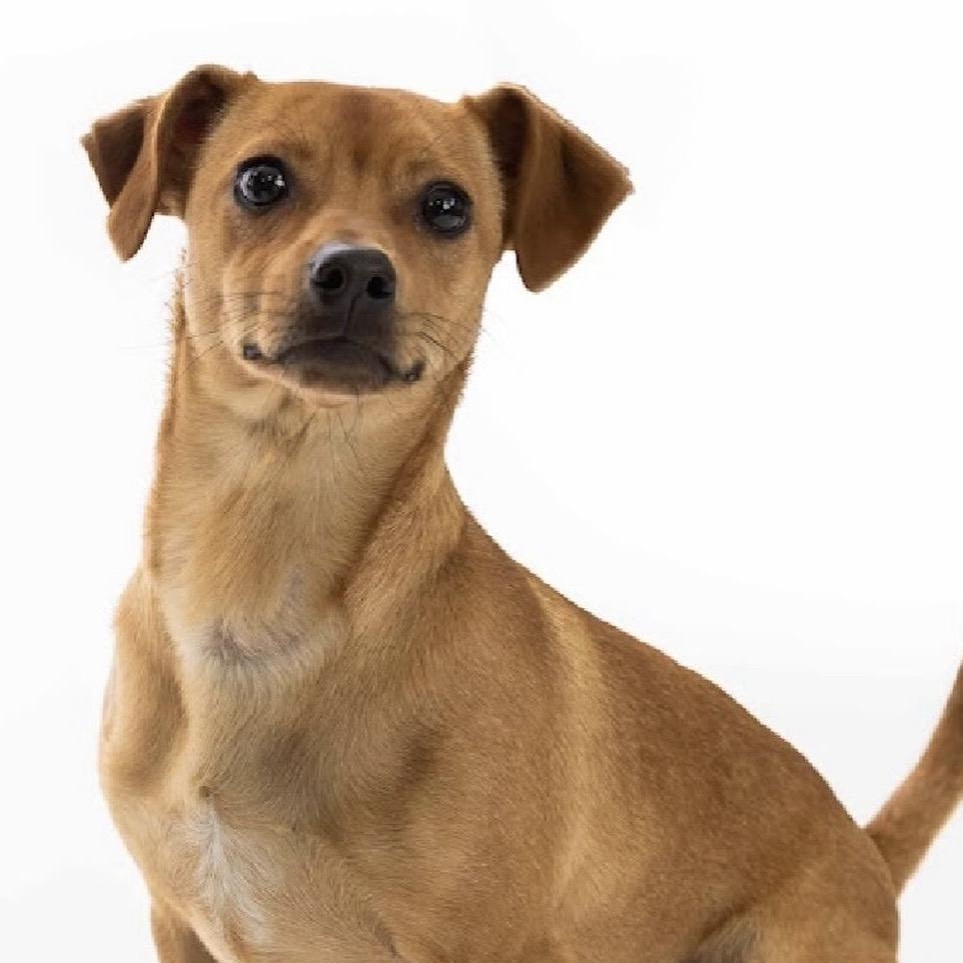 GRANOLA-Local, a ADOPTABLE mixed breed in Warwick, RI image 5/6