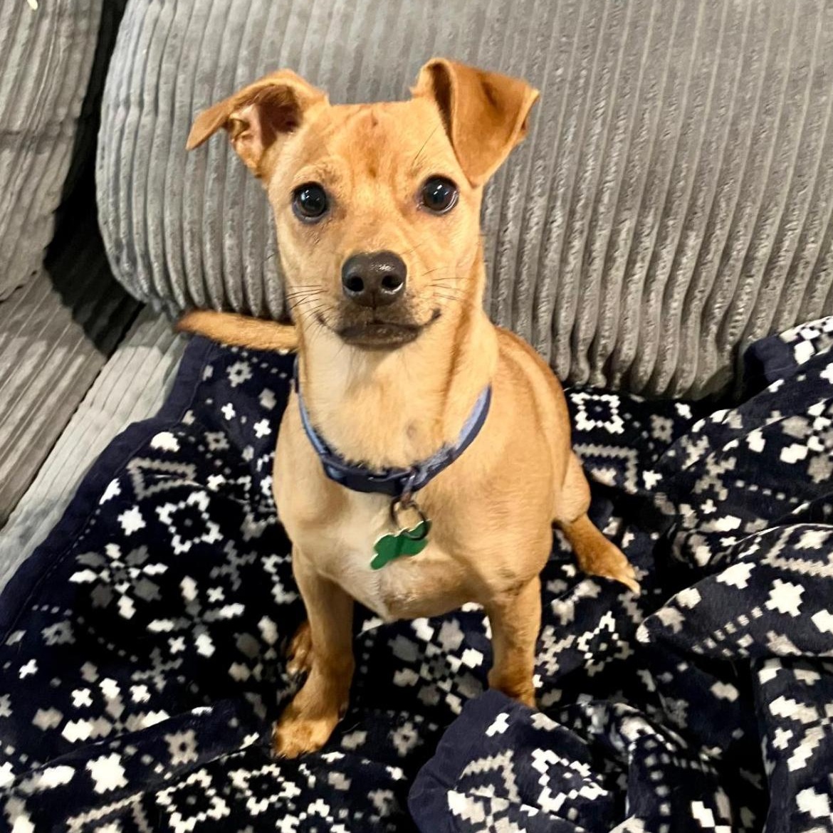 GRANOLA-Local, a ADOPTABLE mixed breed in Warwick, RI image 6/6