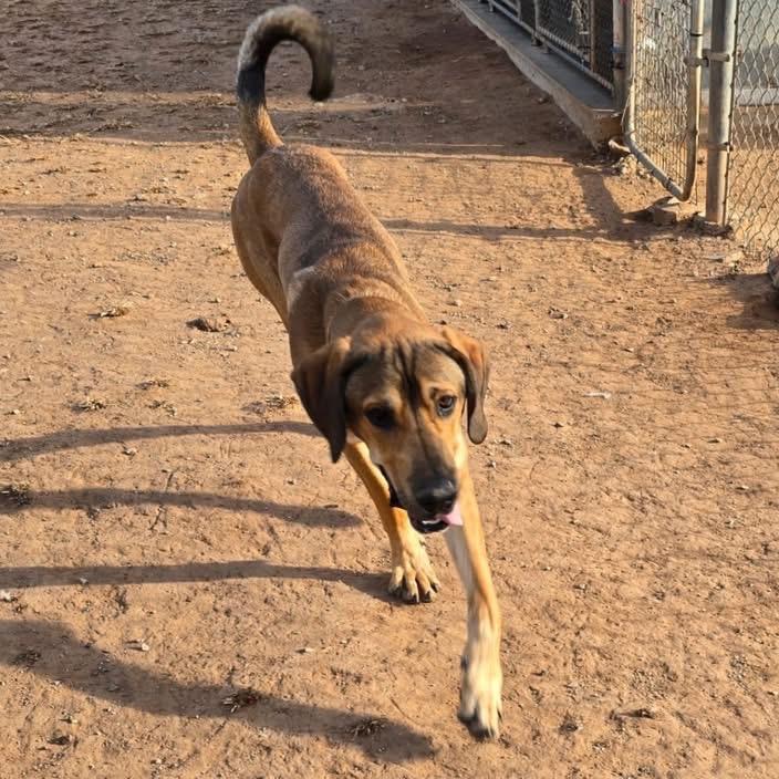 Buddy (FKA Titan), Adoptable, Adult Male Mastiff & Great Dane.