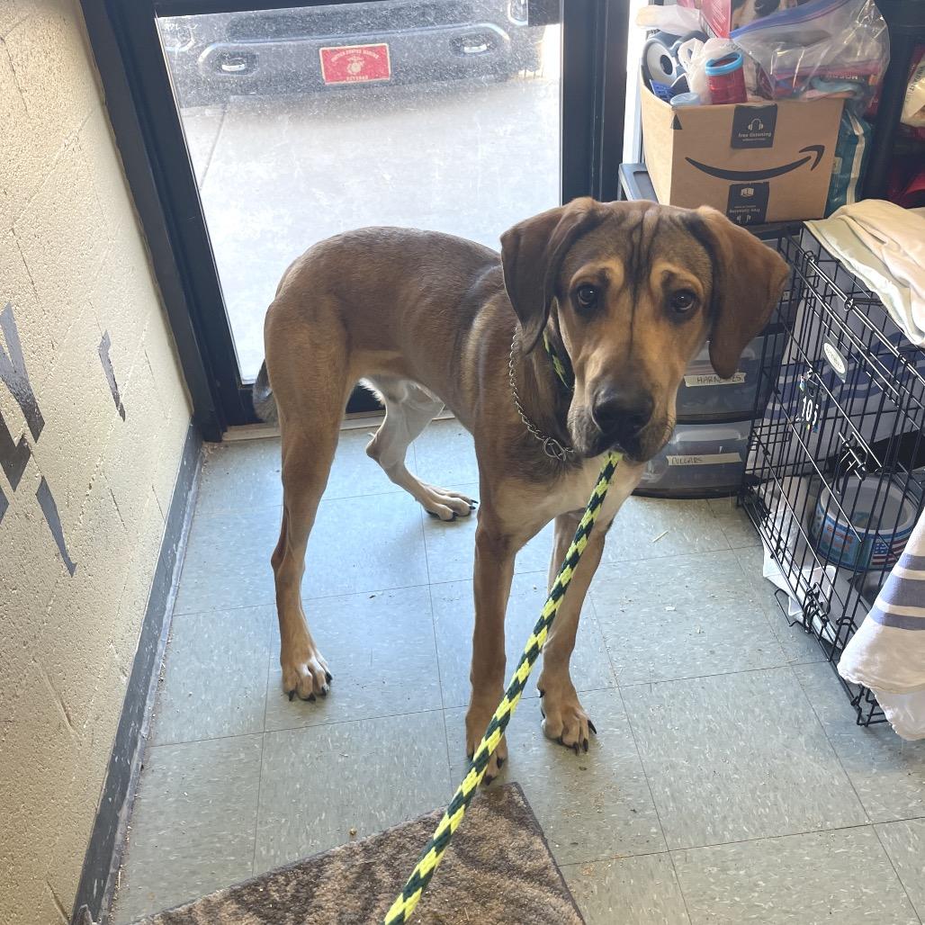 Enlarge Buddy (FKA Titan), a Adoptable mixed breed in Sand Springs, OK image 2/6