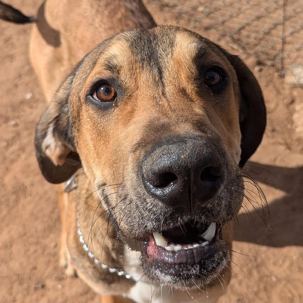 Enlarge Buddy (FKA Titan), a Adoptable mixed breed in Sand Springs, OK image 3/6