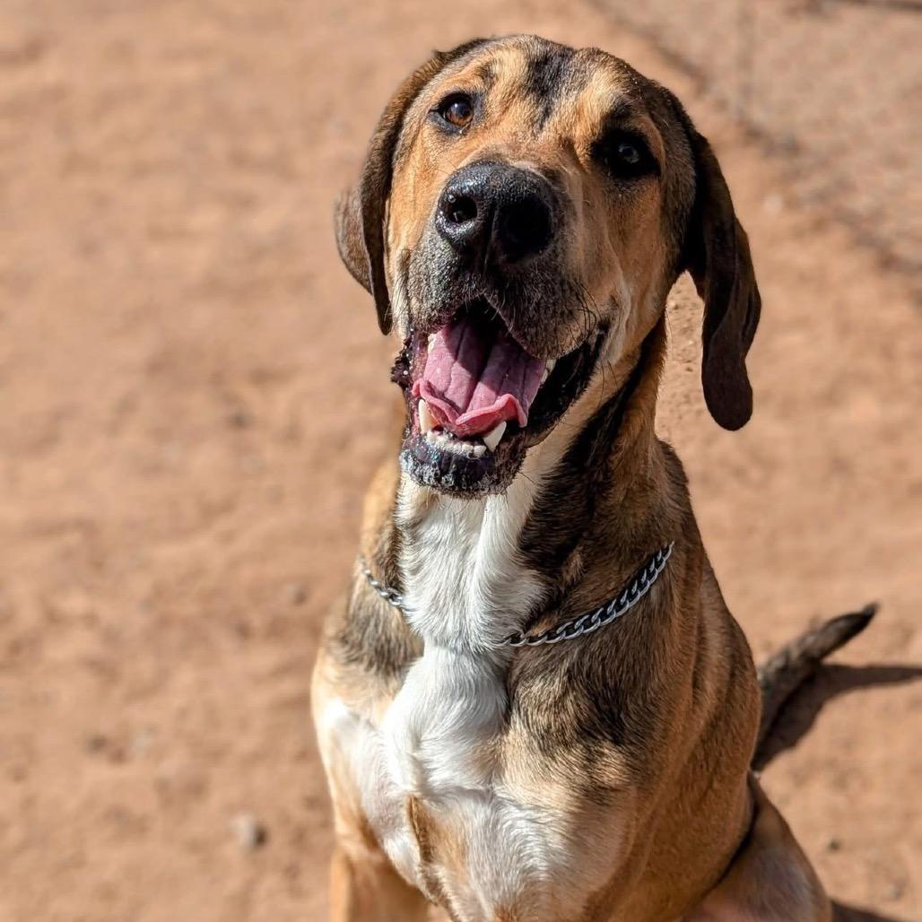 Enlarge Buddy (FKA Titan), a Adoptable mixed breed in Sand Springs, OK image 4/6