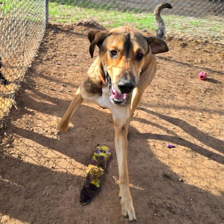Enlarge Buddy (FKA Titan), a Adoptable mixed breed in Sand Springs, OK image 5/6