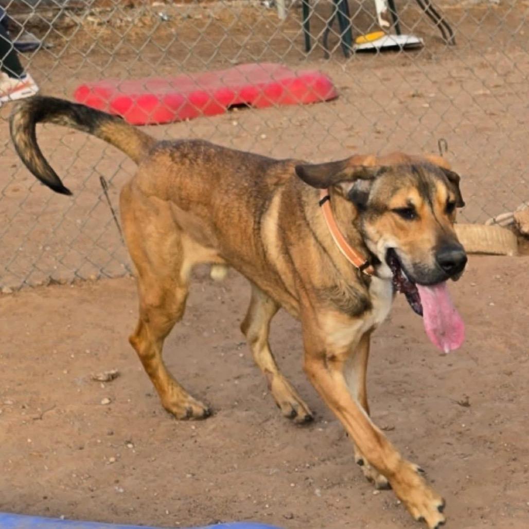 Enlarge Buddy (FKA Titan), a Adoptable mixed breed in Sand Springs, OK image 6/6