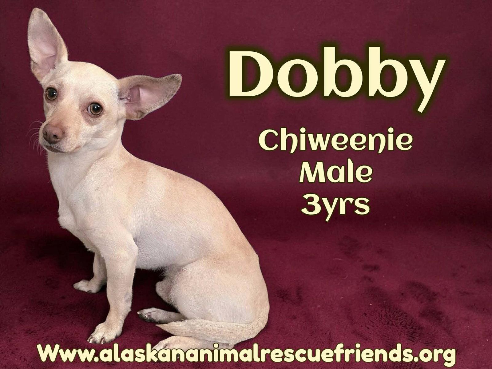 Enlarge Dobbie, a Adoptable mixed breed in Anchorage, AK image 1/1