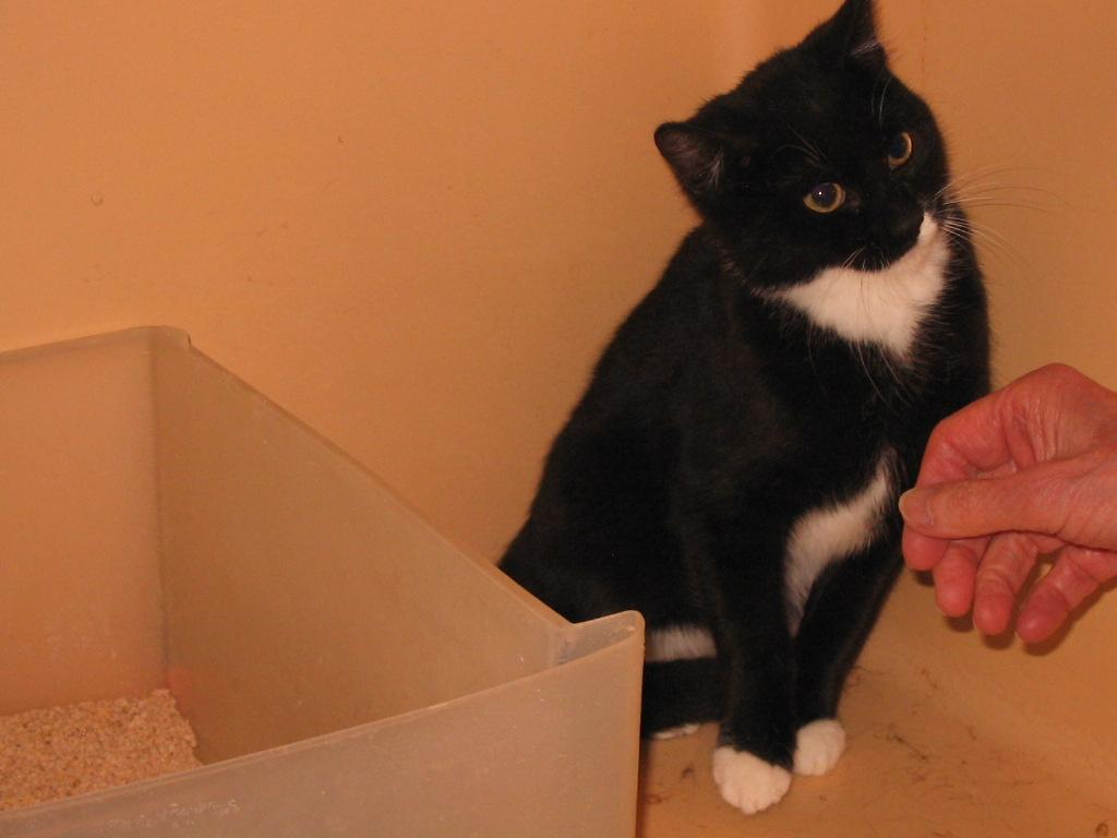 Gene, Adoptable, Young Male Domestic Short Hair.