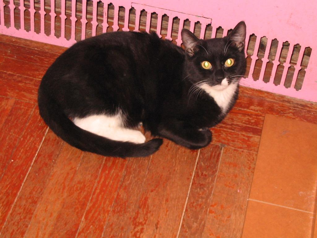 Enlarge Gene, a Adoptable Domestic Short Hair in Brooklyn, NY image 2/5