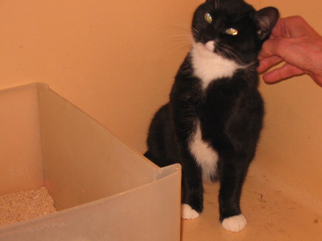 Enlarge Gene, a Adoptable Domestic Short Hair in Brooklyn, NY image 2/4