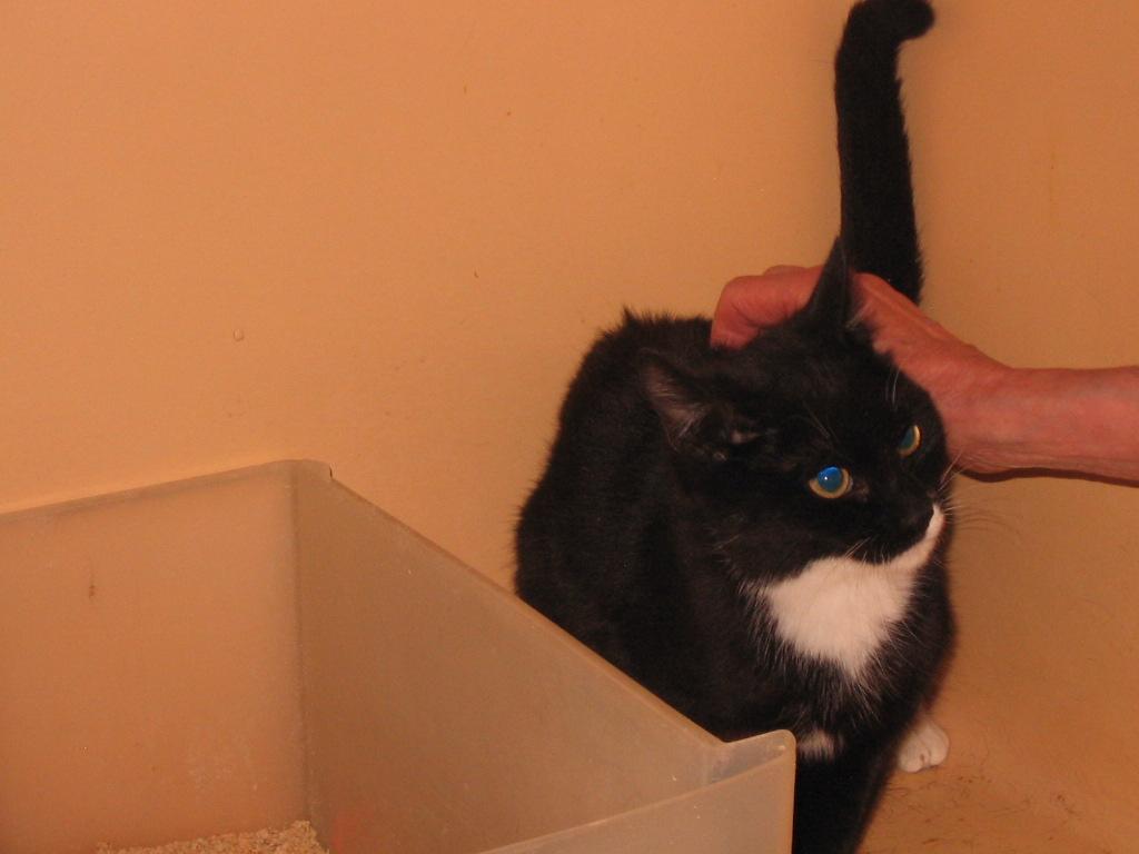 Enlarge Gene, a Adoptable Domestic Short Hair in Brooklyn, NY image 3/4