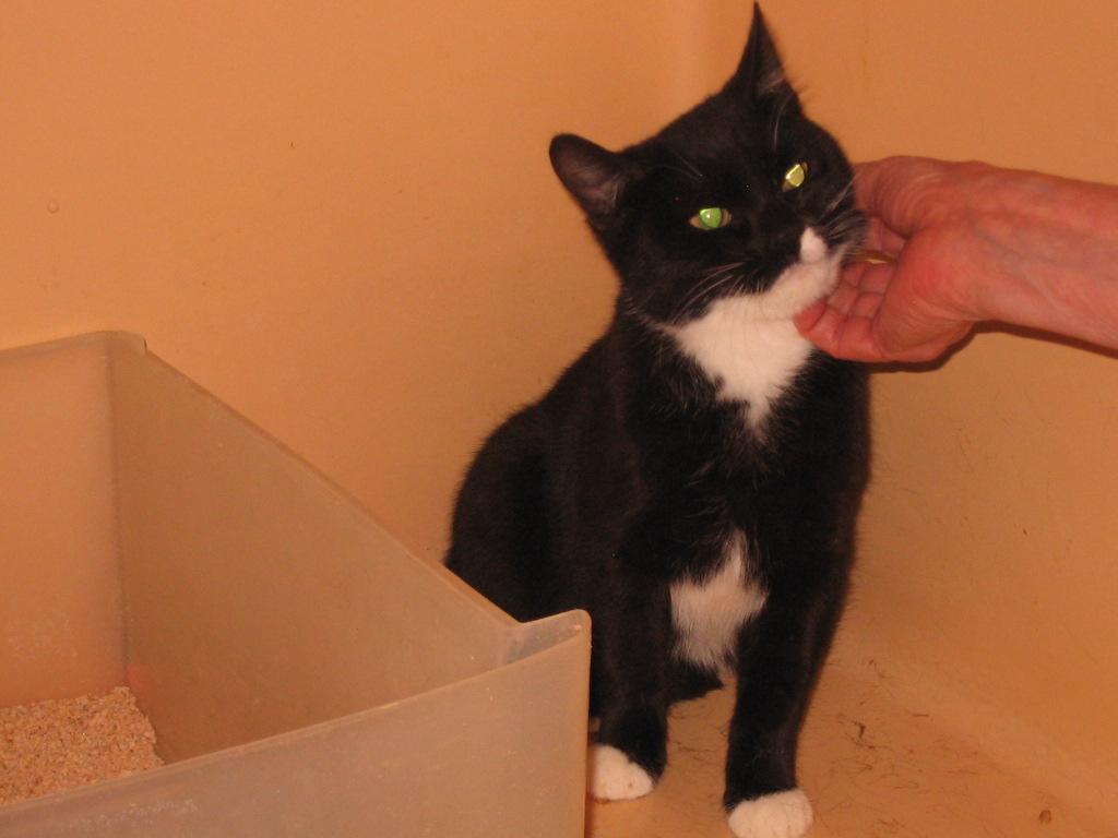 Enlarge Gene, a Adoptable Domestic Short Hair in Brooklyn, NY image 4/4