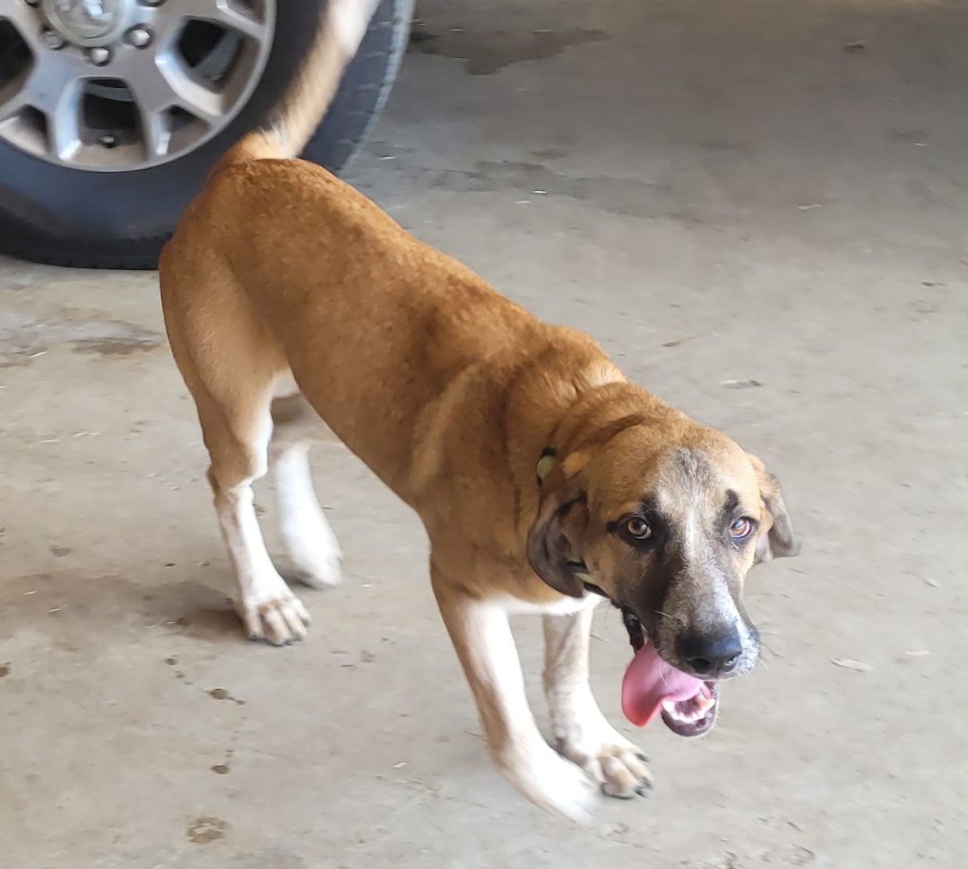 Rosie, Adopted, Young Female Bloodhound.