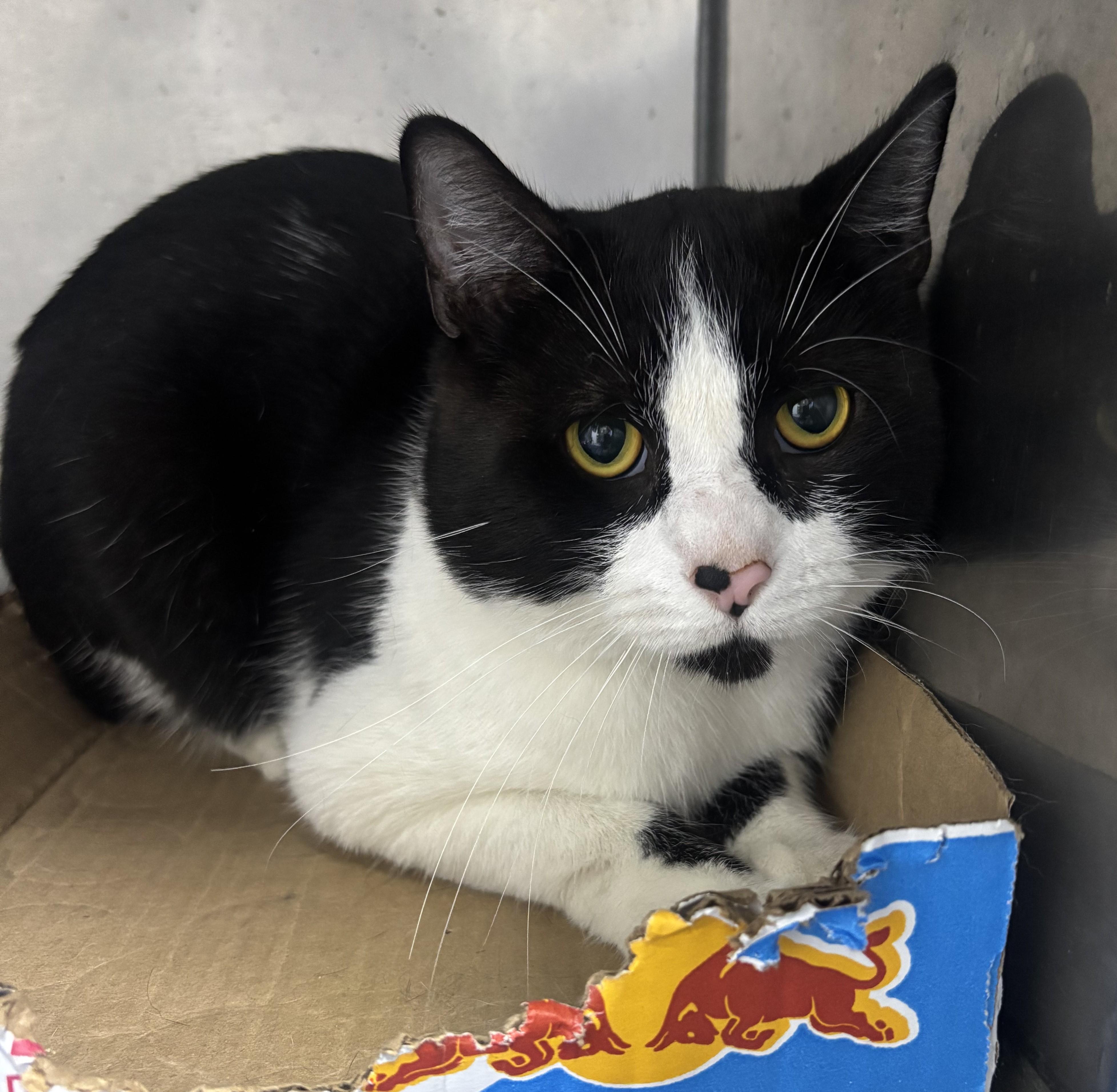 Enlarge Cliff, a ADOPTABLE Domestic Short Hair in North Haven, CT image 2/2