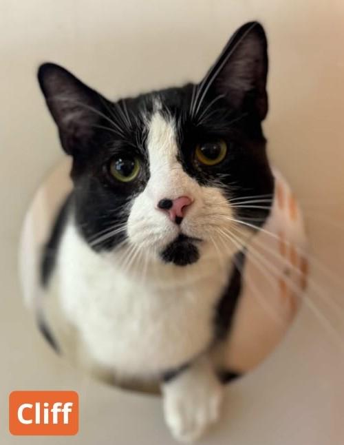 Cliff, ADOPTABLE, Young Male Domestic Short Hair.