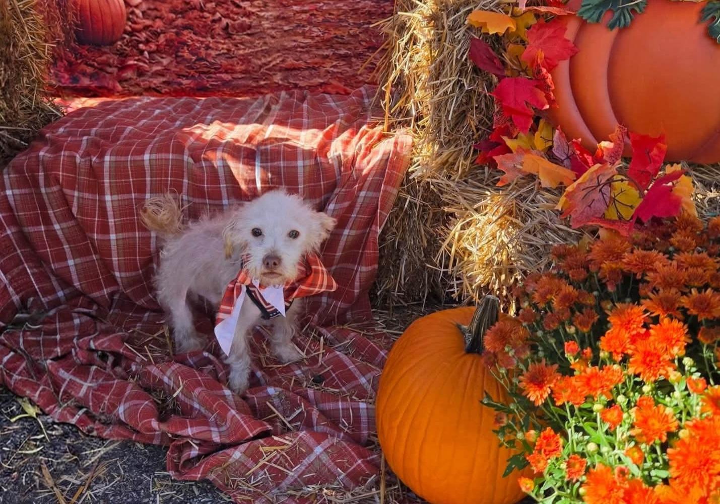 Enlarge GUCCI, a Adoptable Maltipoo in Vandergrift, PA image 2/2