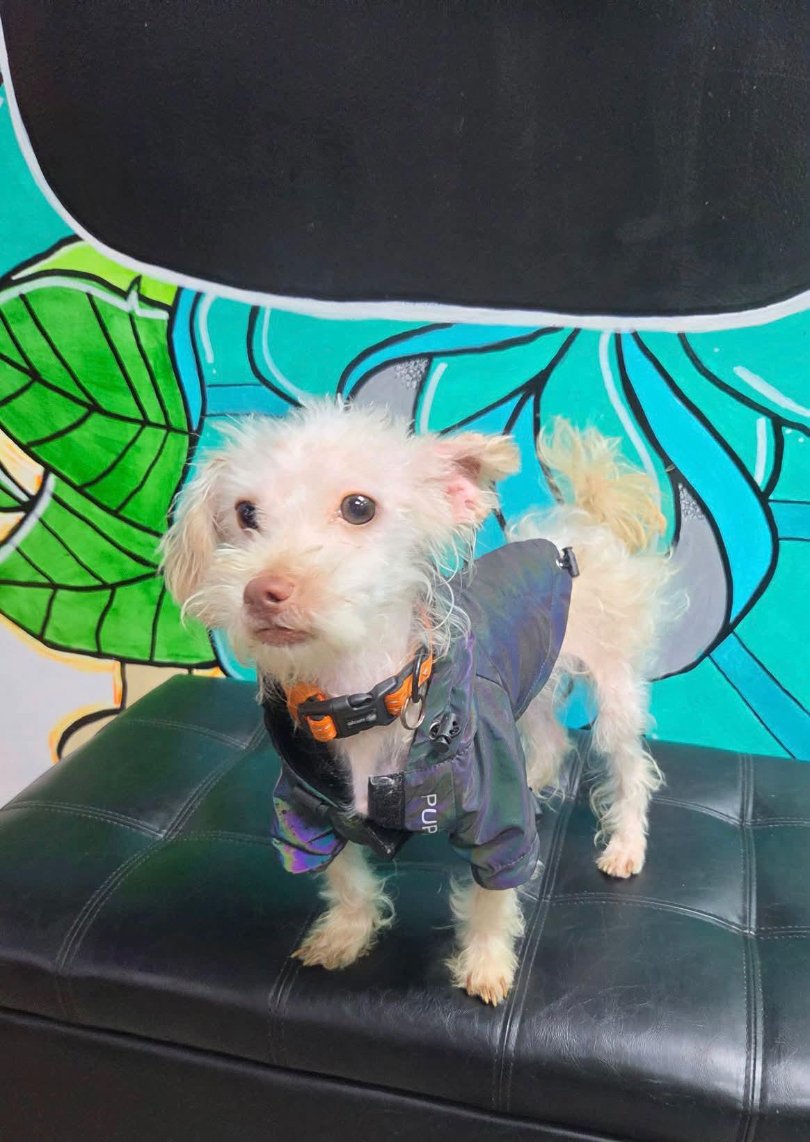 Enlarge GUCCI, a Adoptable Maltipoo in Vandergrift, PA image 1/2