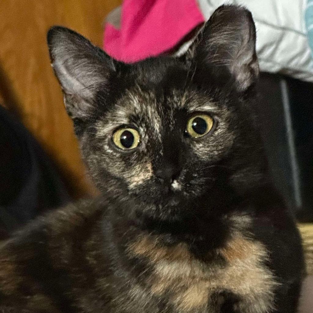 Enlarge Sandy Medina, a Adoptable Domestic Short Hair in Eagle Mountain, UT image 1/2