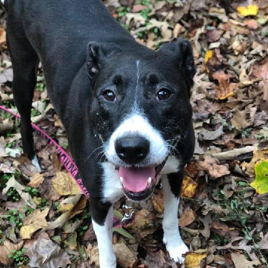 Enlarge Miss P, a Adoptable mixed breed in Roswell, GA image 1/3