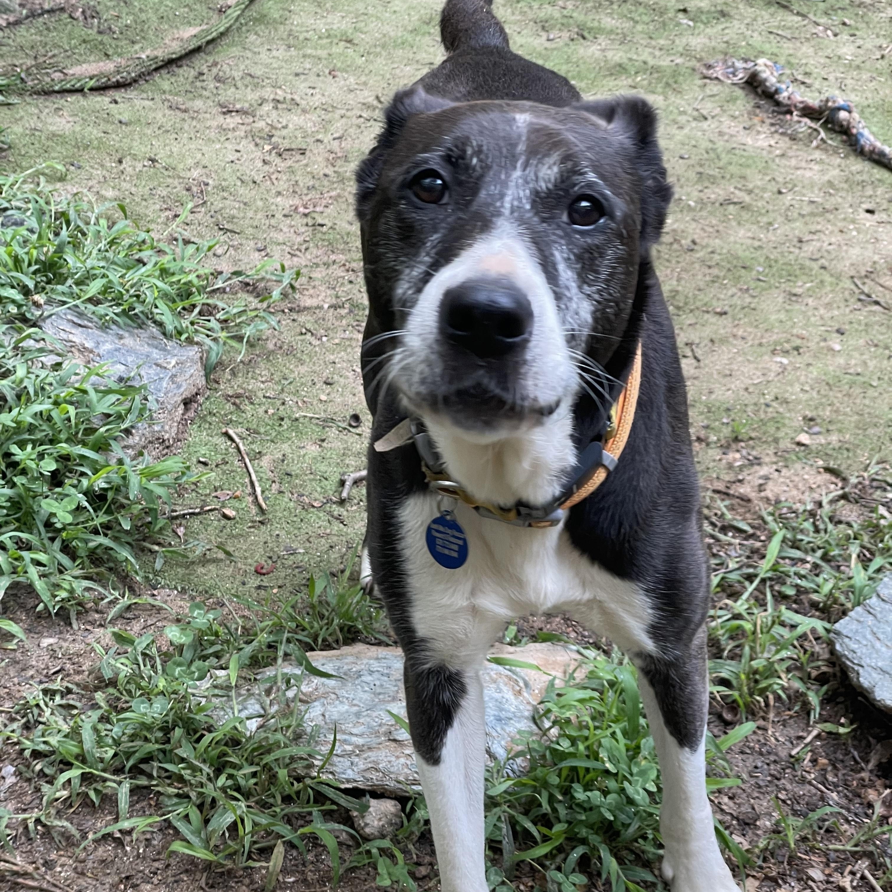 Enlarge Miss P, a Adoptable mixed breed in Roswell, GA image 3/3
