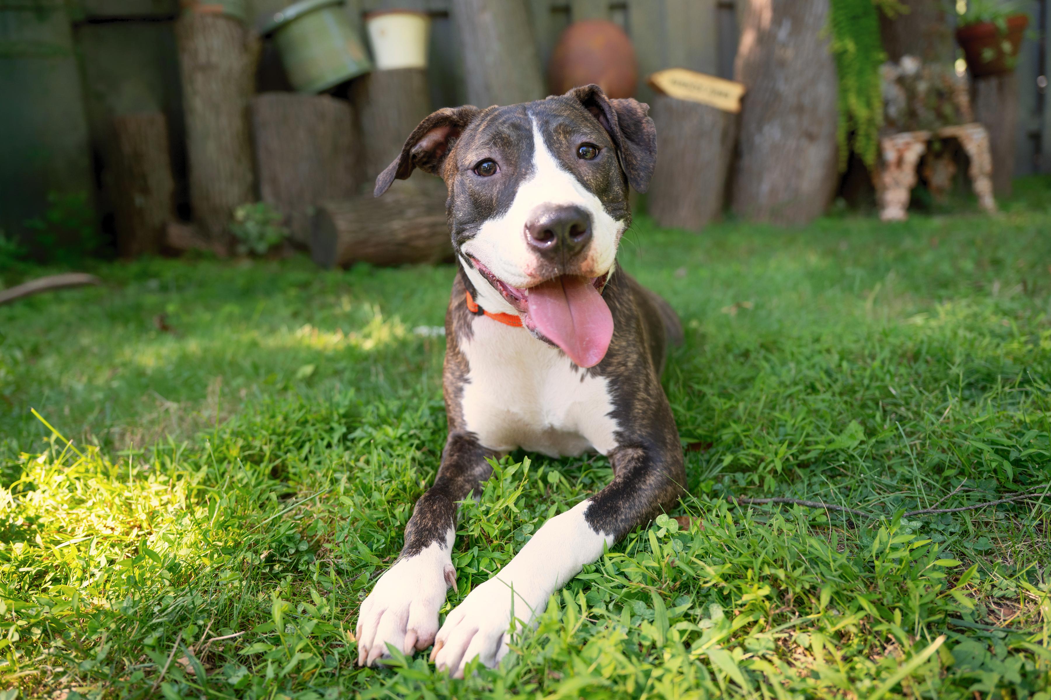 Enlarge Jackie, a ADOPTABLE mixed breed in Yonkers, NY image 3/3