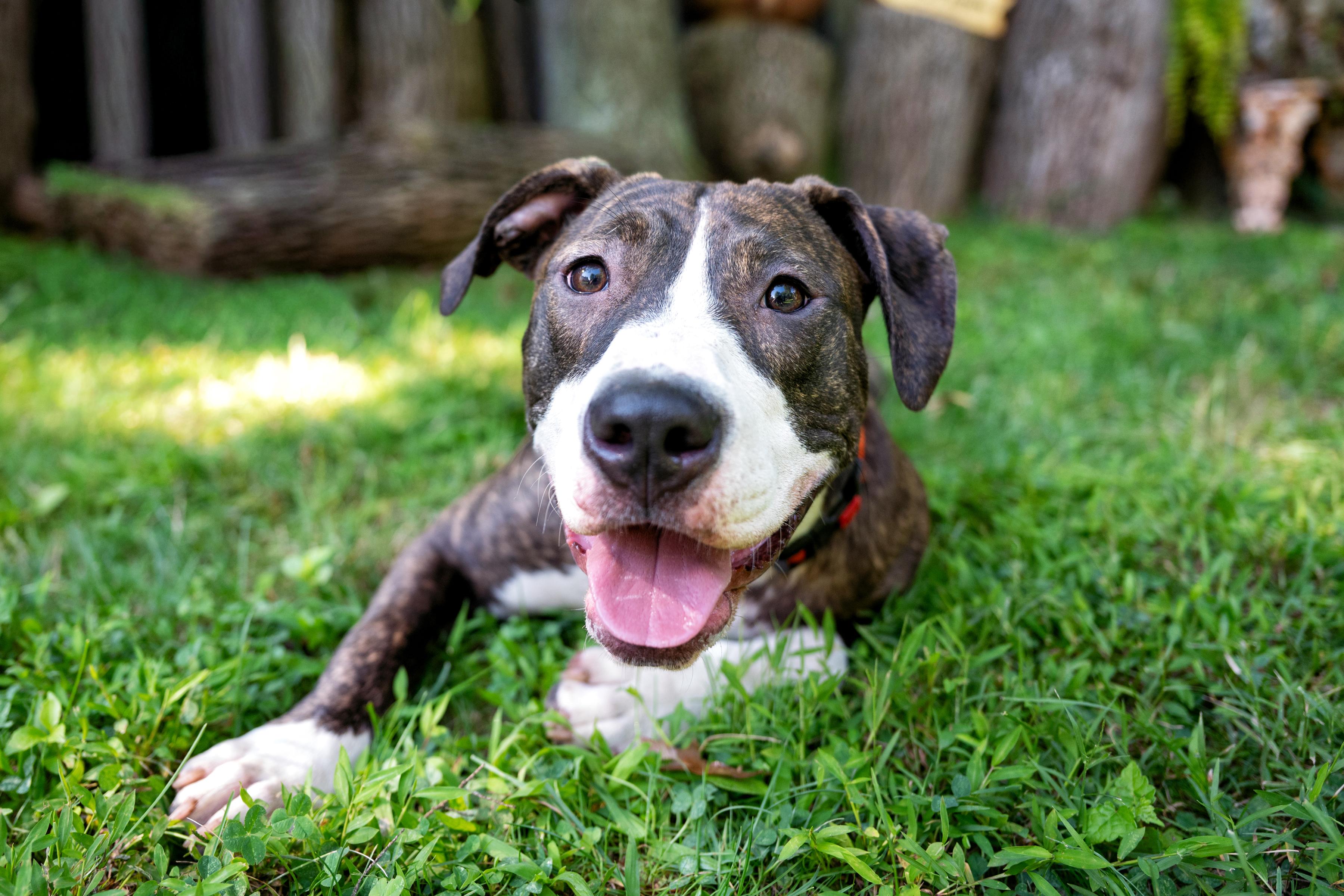 Enlarge Jackie, a ADOPTABLE mixed breed in Yonkers, NY image 2/3