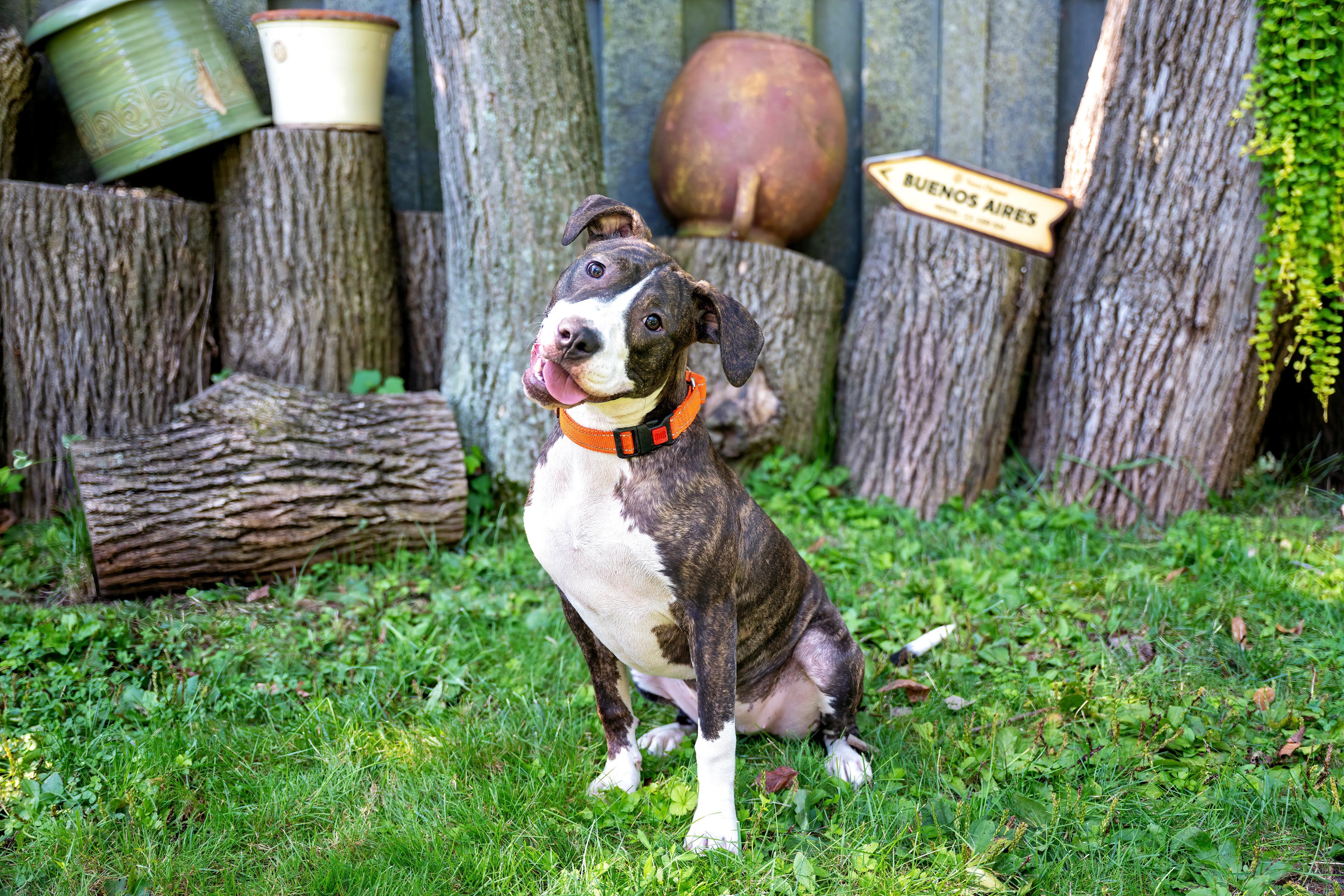 Jackie, ADOPTABLE, Young Female Pit Bull Terrier.