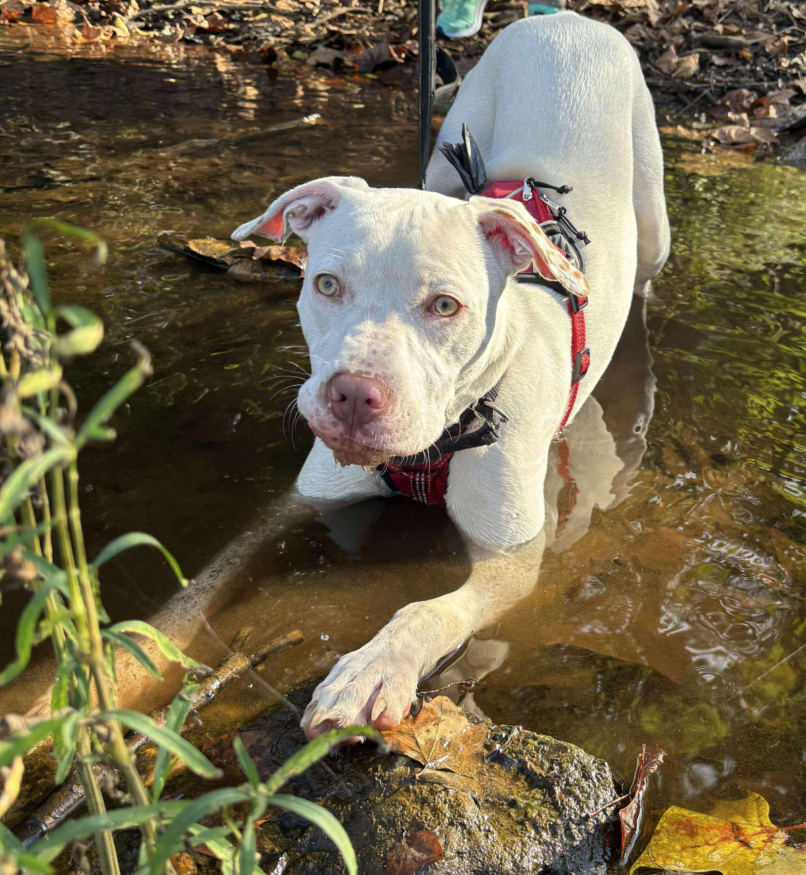 Chowder, Adoptable, Young Male Pit Bull Terrier & Mixed Breed.