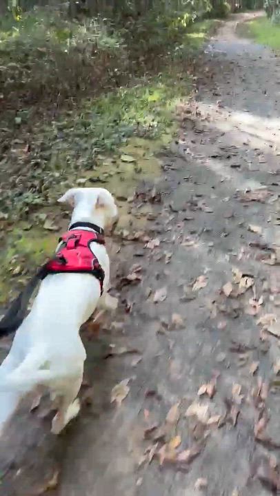 Enlarge Chowder, a Adoptable mixed breed in Nokesville, VA video 6/6