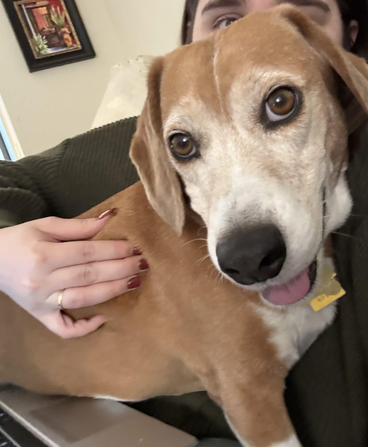 Enlarge King, a Adopted Beagle in Tucson, AZ image 1/5