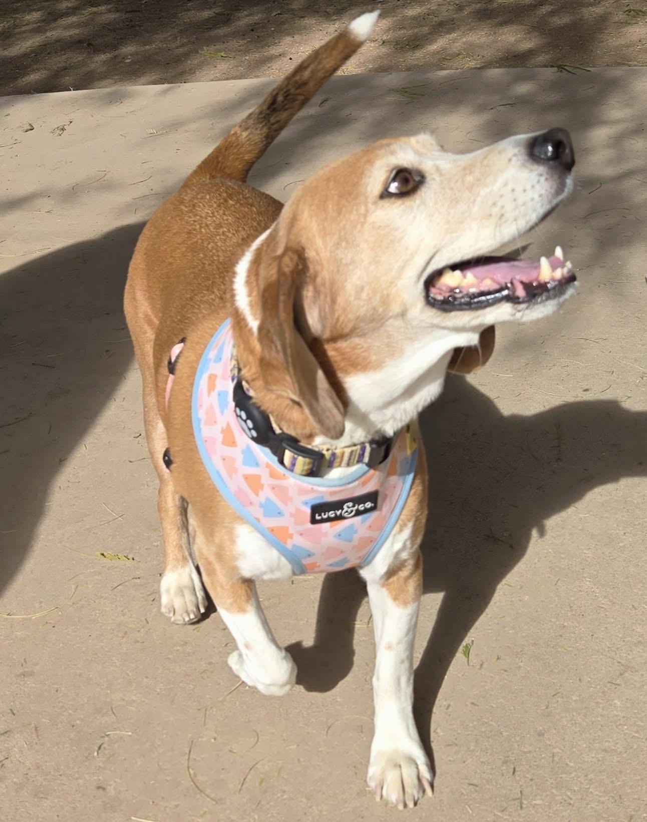 Enlarge King, a Adopted Beagle in Tucson, AZ image 2/5