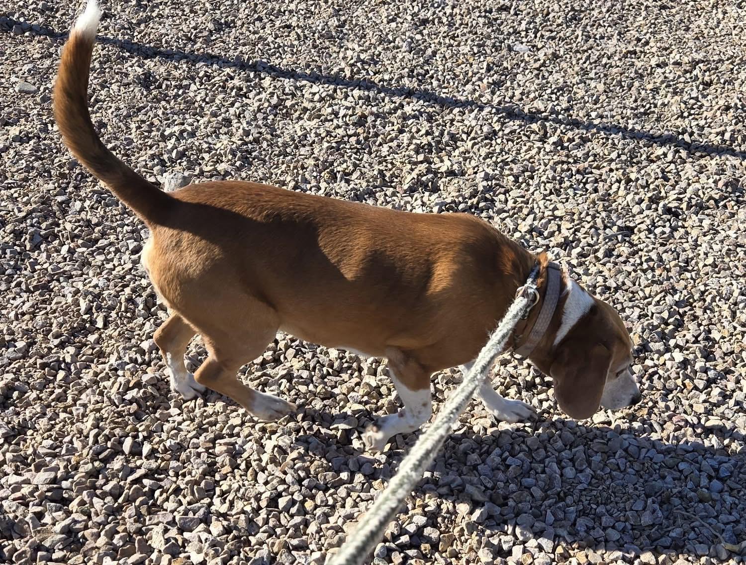 Enlarge King, a Adopted Beagle in Tucson, AZ image 3/5