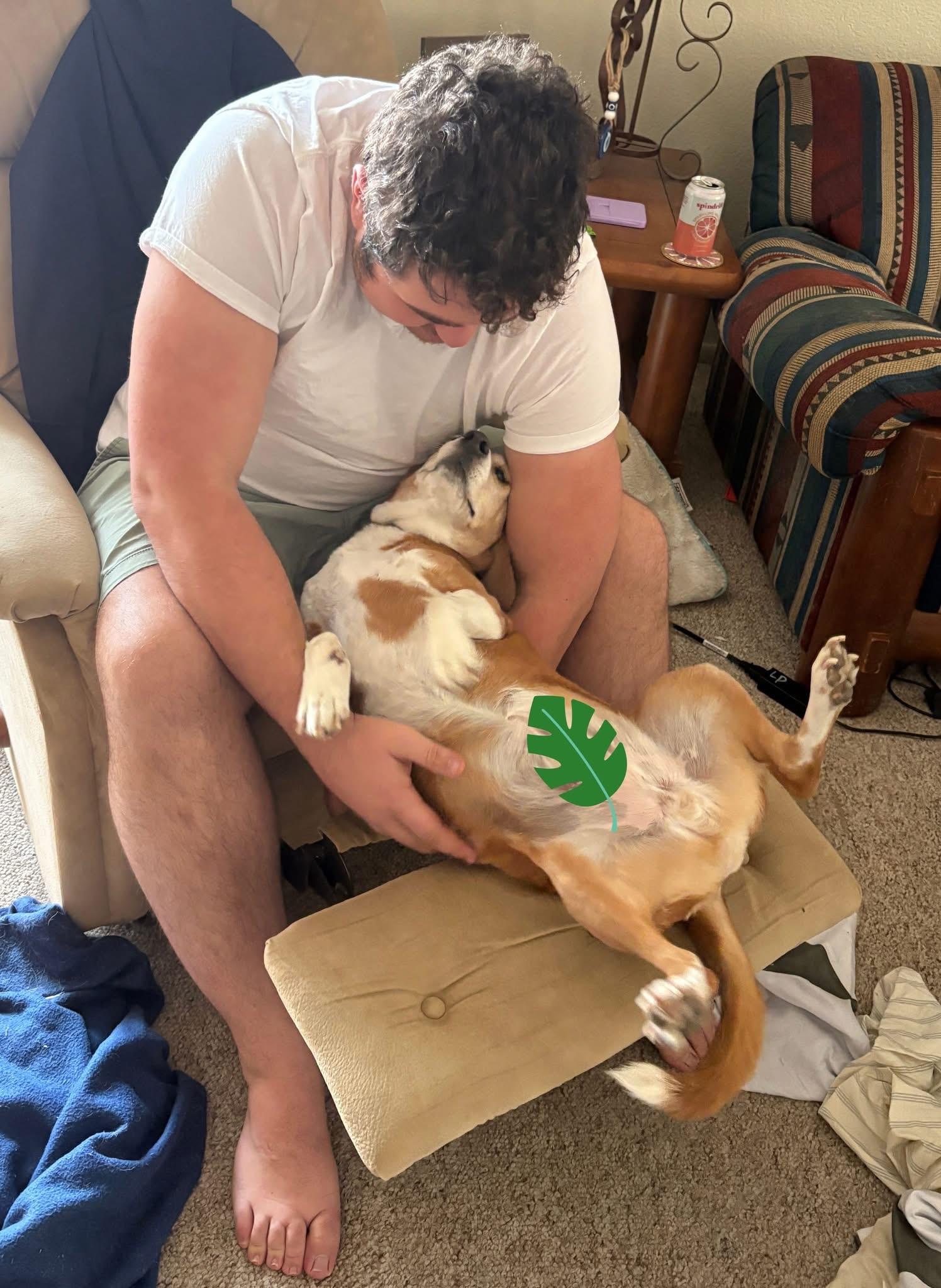 Enlarge King, a Adopted Beagle in Tucson, AZ image 4/5