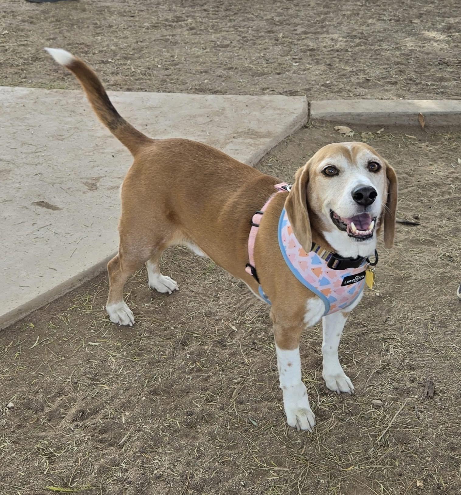Enlarge King, a Adopted Beagle in Tucson, AZ image 5/5