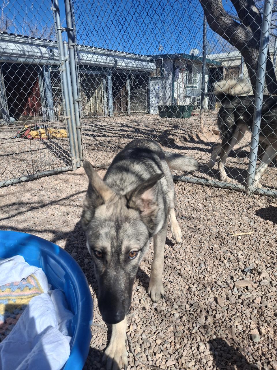 Enlarge Kronos, an adopted Shepherd in Tombstone, AZ image 1/1