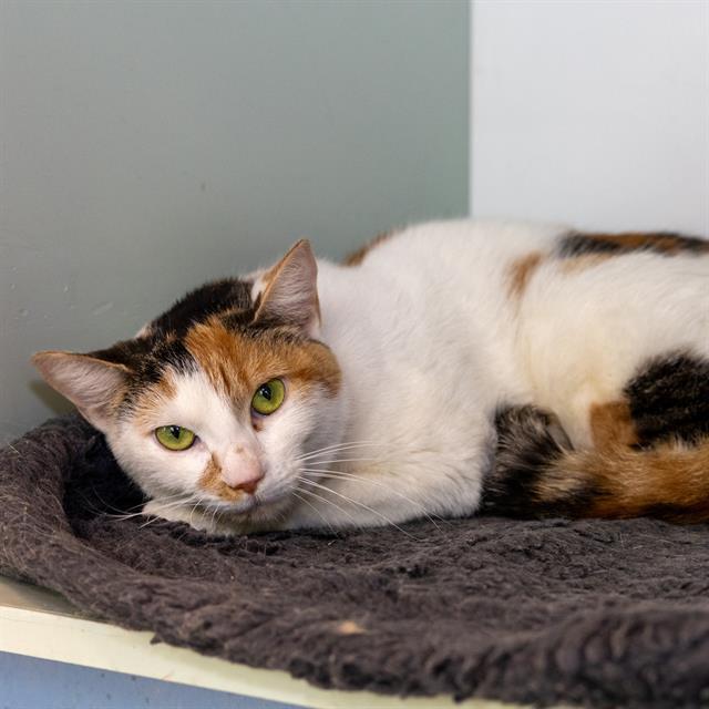 NAYLA, Adoptable, Adult Female Domestic Short Hair.