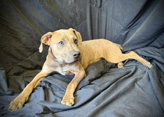 Enlarge Smooch- Puppy #4 (CoPAC Litter #2/ 2026), a Adoptable mixed breed in Pleasanton, TX image 1/3