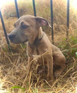 Enlarge Smooch- Puppy #4 (CoPAC Litter #2/ 2026), a Adoptable mixed breed in Pleasanton, TX image 1/3