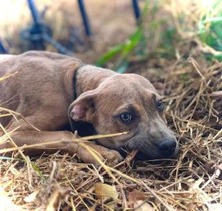 Enlarge Smooch- Puppy #4 (CoPAC Litter #2/ 2026), a Adoptable mixed breed in Pleasanton, TX image 2/3