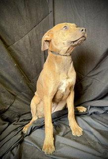 Enlarge Smooch- Puppy #4 (CoPAC Litter #2/ 2026), a Adoptable mixed breed in Pleasanton, TX image 2/3