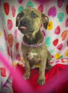 Smooch- Puppy #4 (CoPAC Litter #2/ 2026), Adoptable, Puppy Female Black Mouth Cur & Catahoula Leopard Dog.