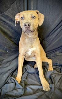 Enlarge Smooch- Puppy #4 (CoPAC Litter #2/ 2026), a Adoptable mixed breed in Pleasanton, TX image 3/3