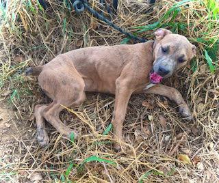 Enlarge Smooch- Puppy #4 (CoPAC Litter #2/ 2026), a Adoptable mixed breed in Pleasanton, TX image 3/3