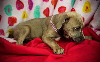 Enlarge Smooch- Puppy #4 (CoPAC Litter #2/ 2026), a Adoptable mixed breed in Pleasanton, TX image 3/3