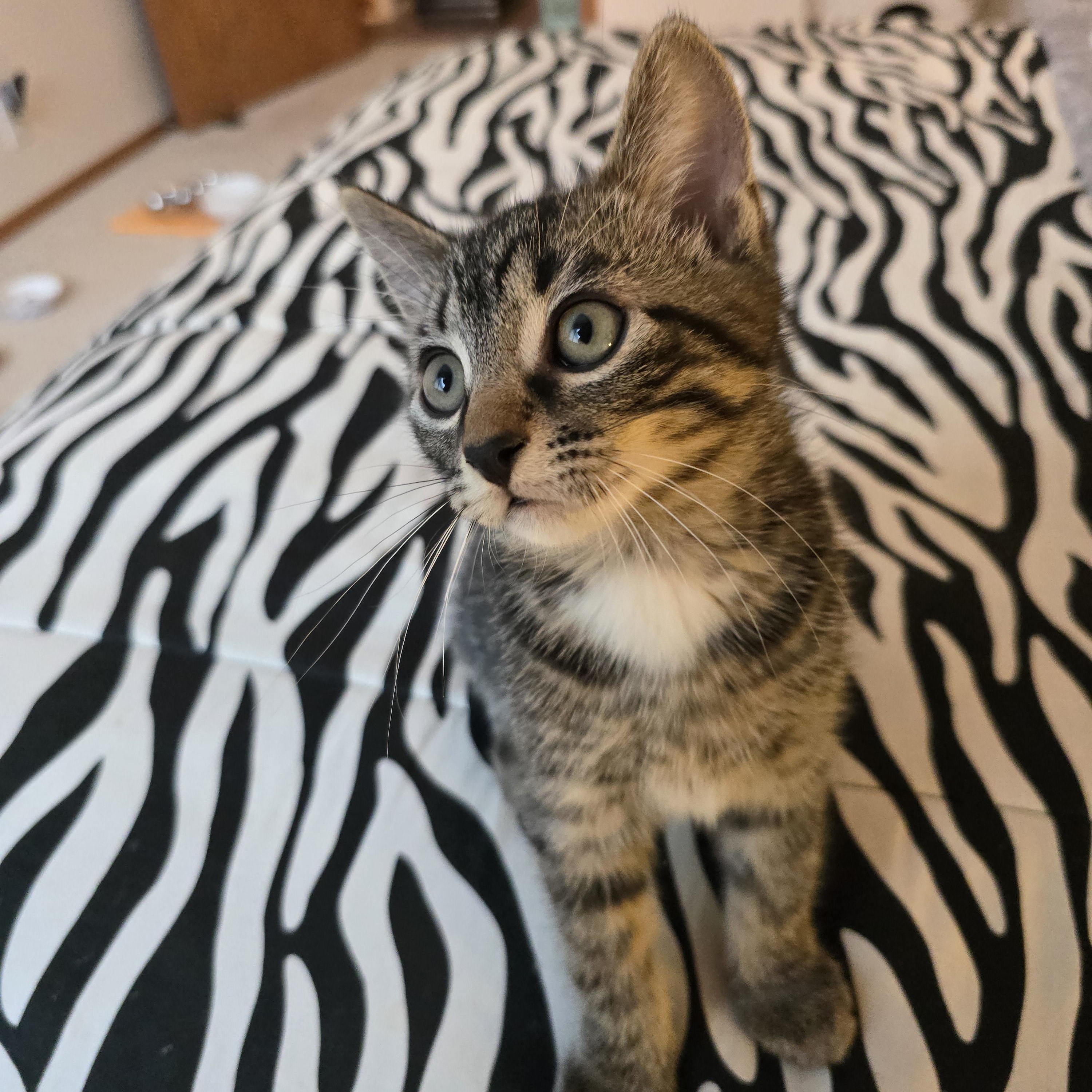 Truffle, ADOPTABLE, Kitten Male Domestic Short Hair.