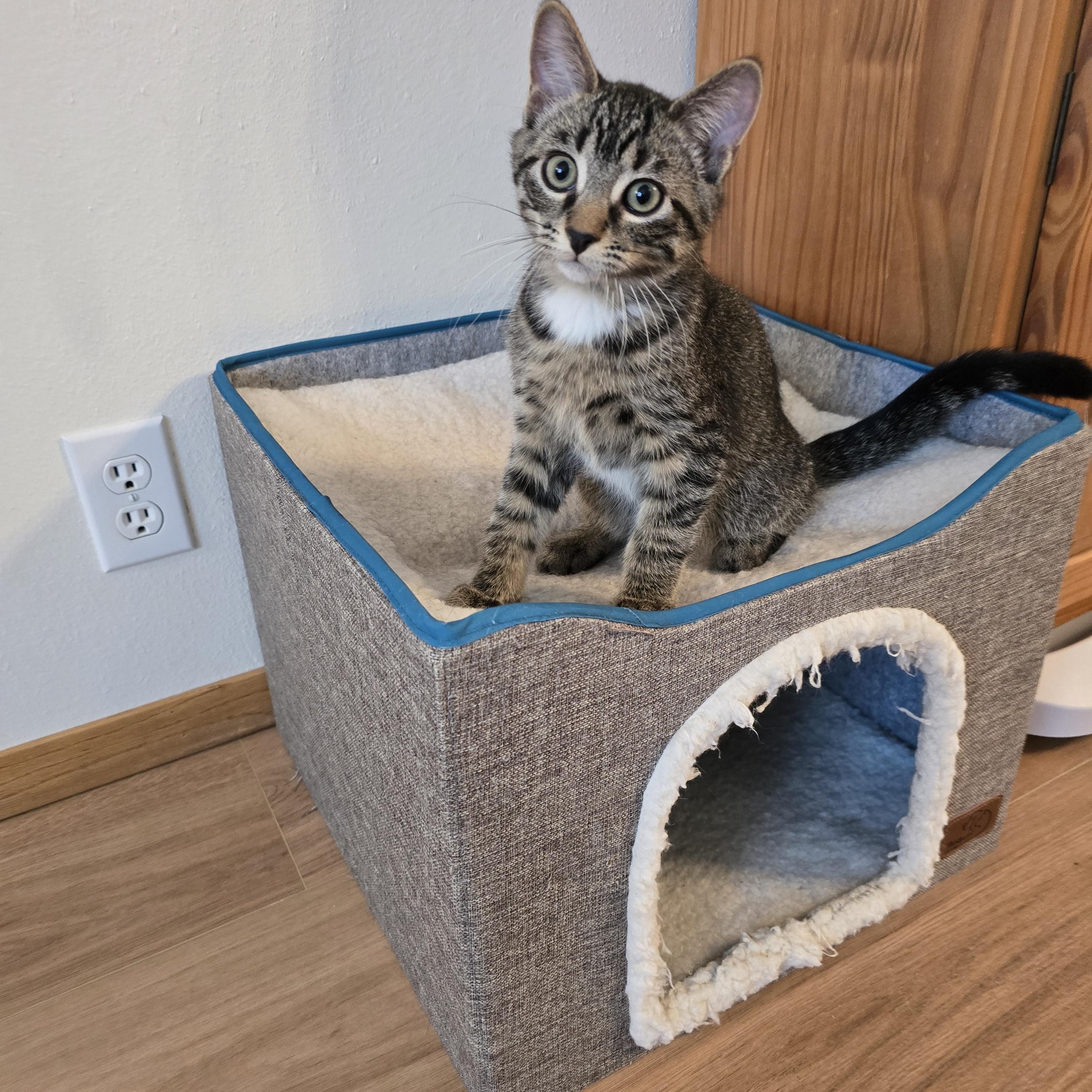 Enlarge Truffle, a ADOPTABLE mixed breed in Fargo, ND image 1/3