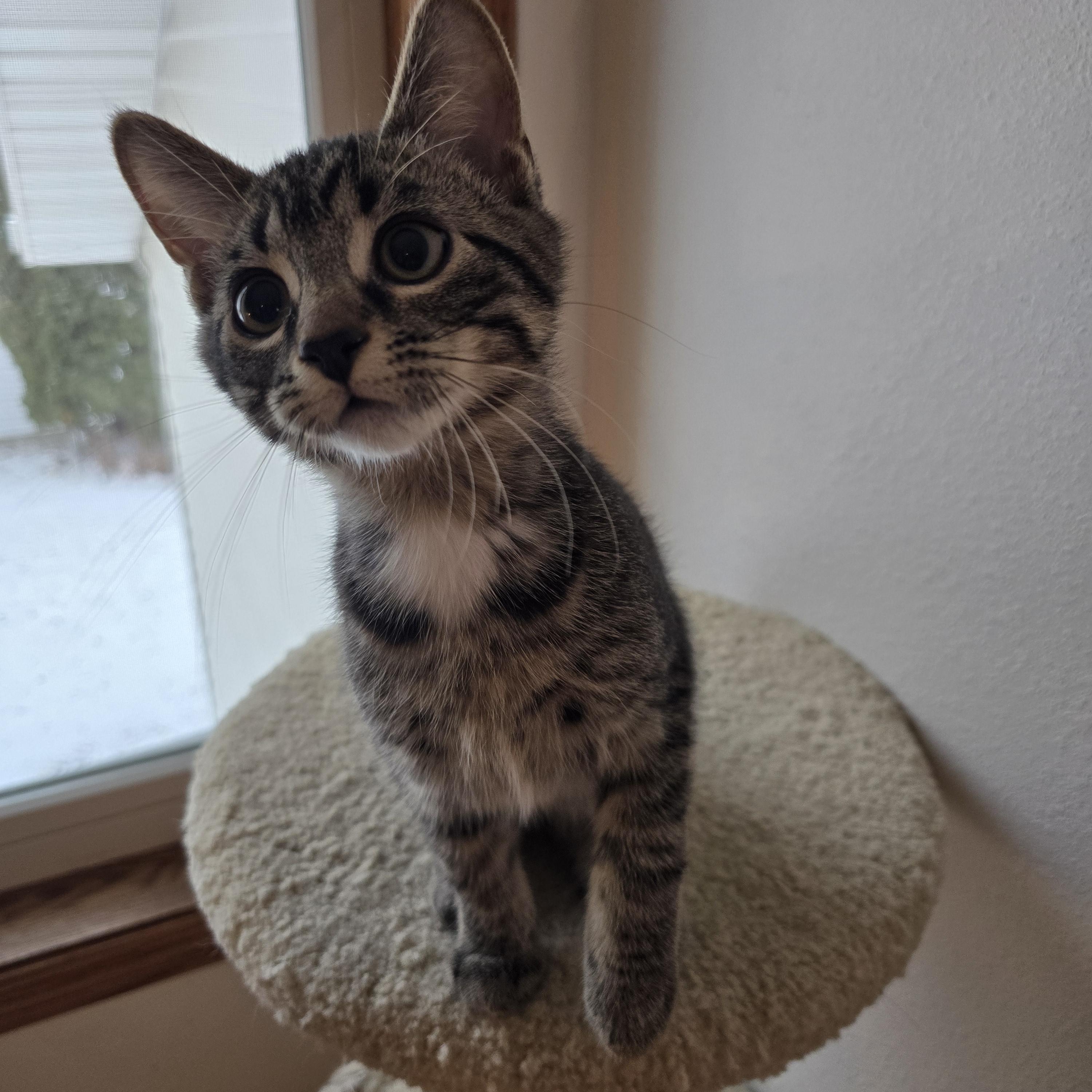 Enlarge Truffle, a ADOPTABLE mixed breed in Fargo, ND image 3/3