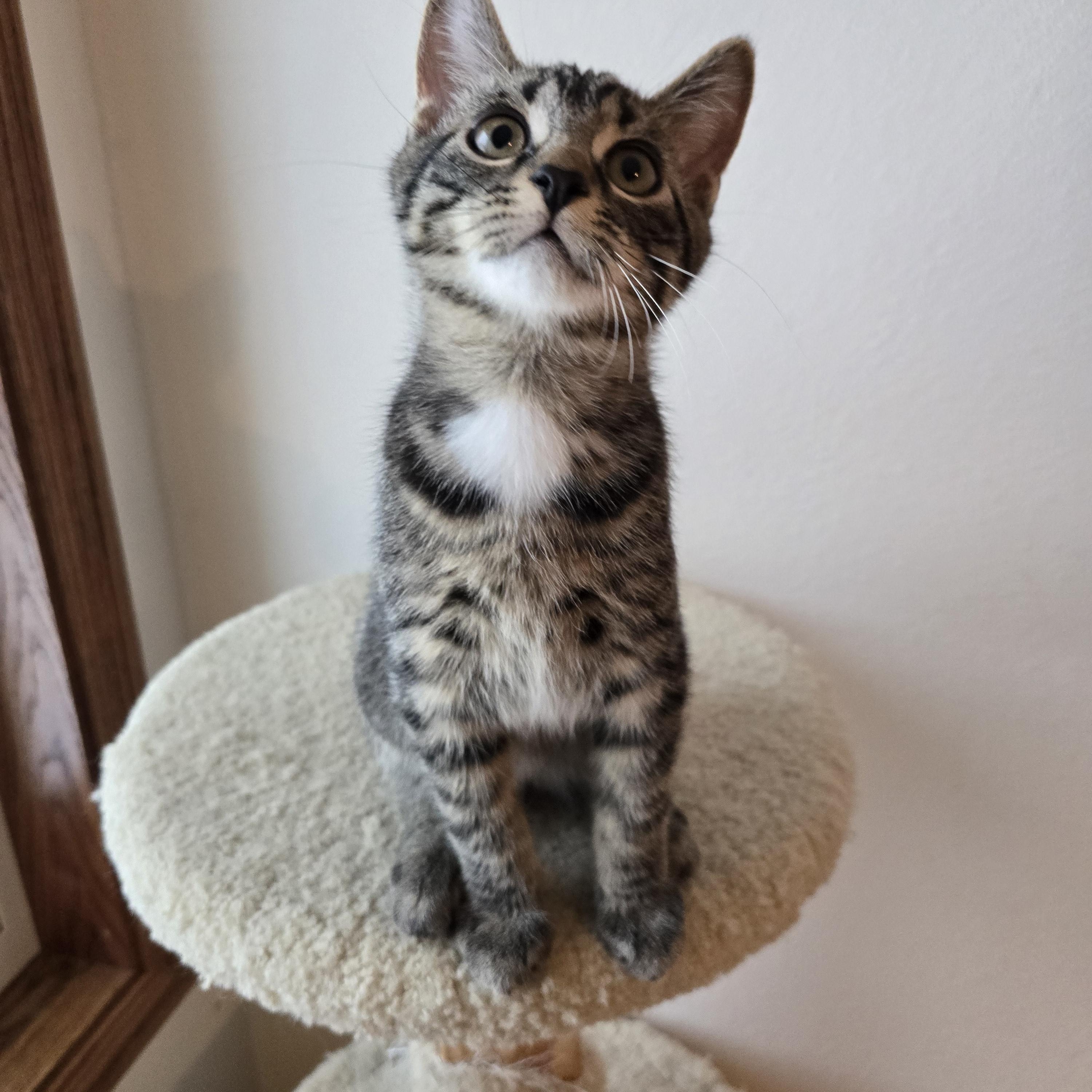 Truffle, ADOPTABLE, Kitten Male Domestic Short Hair.