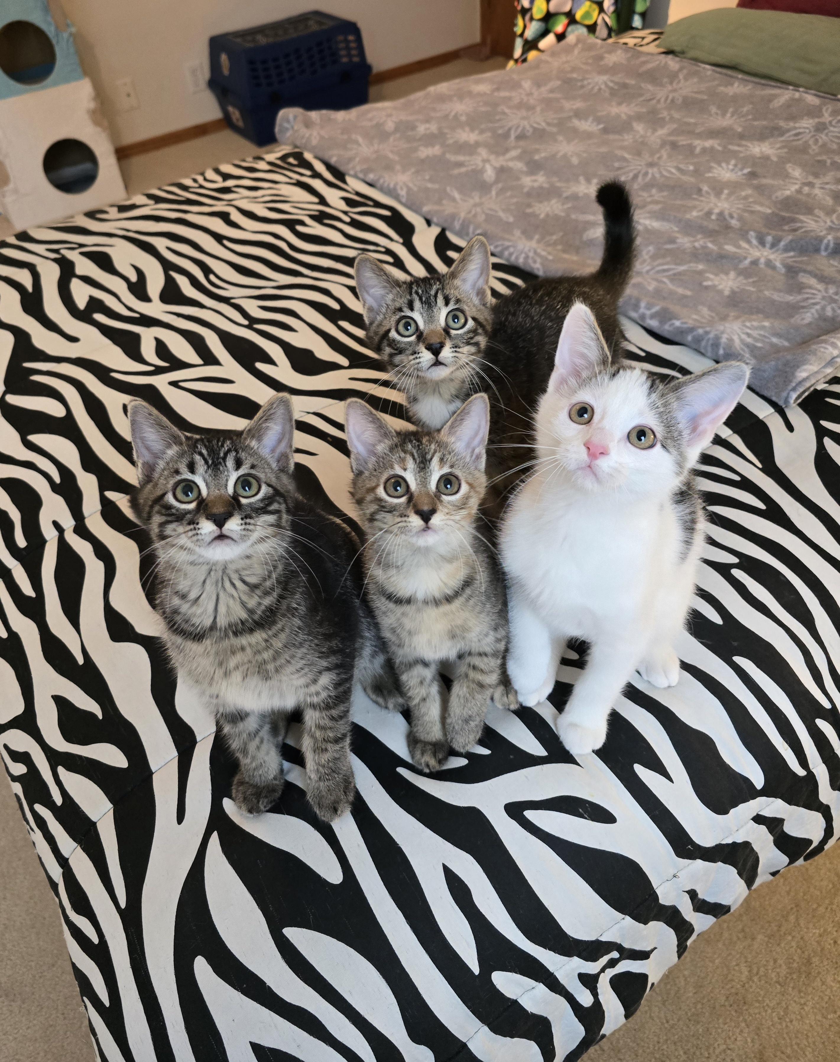 Enlarge Truffle, a ADOPTABLE mixed breed in Fargo, ND image 2/4