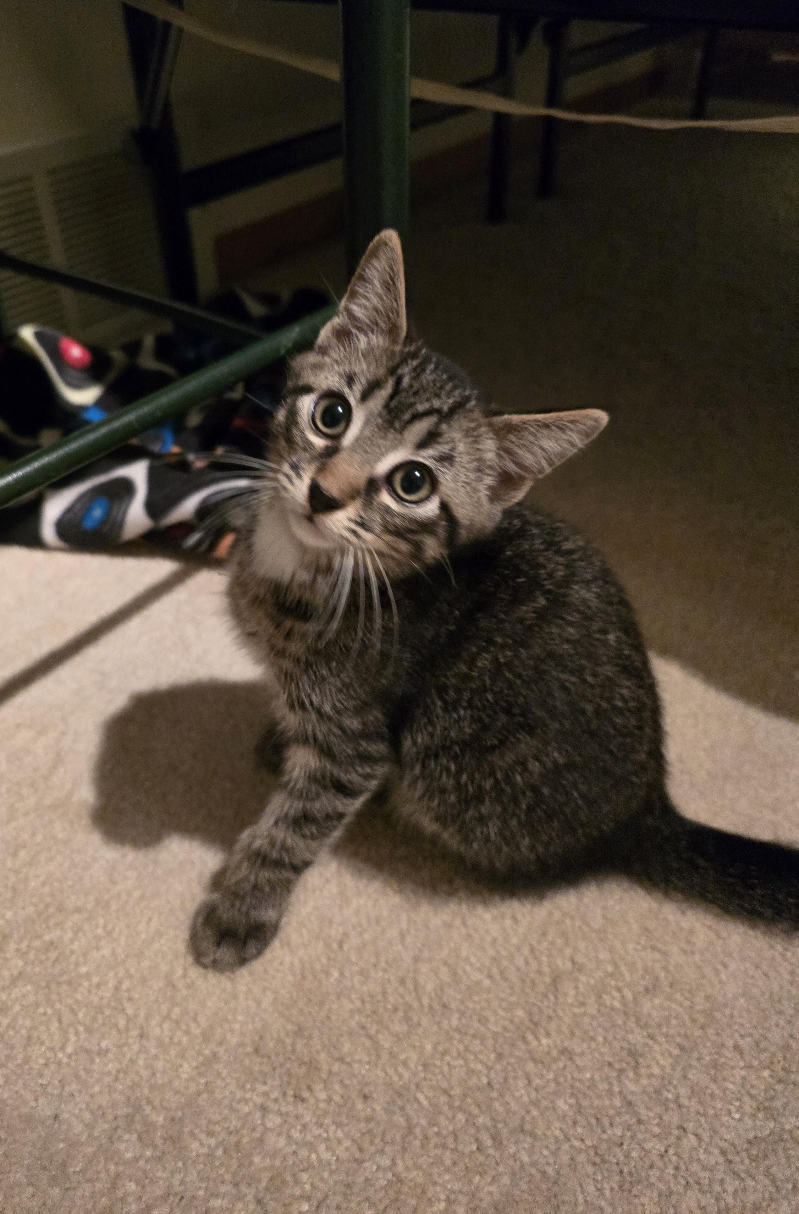 Enlarge Truffle, a ADOPTABLE mixed breed in Fargo, ND image 3/4