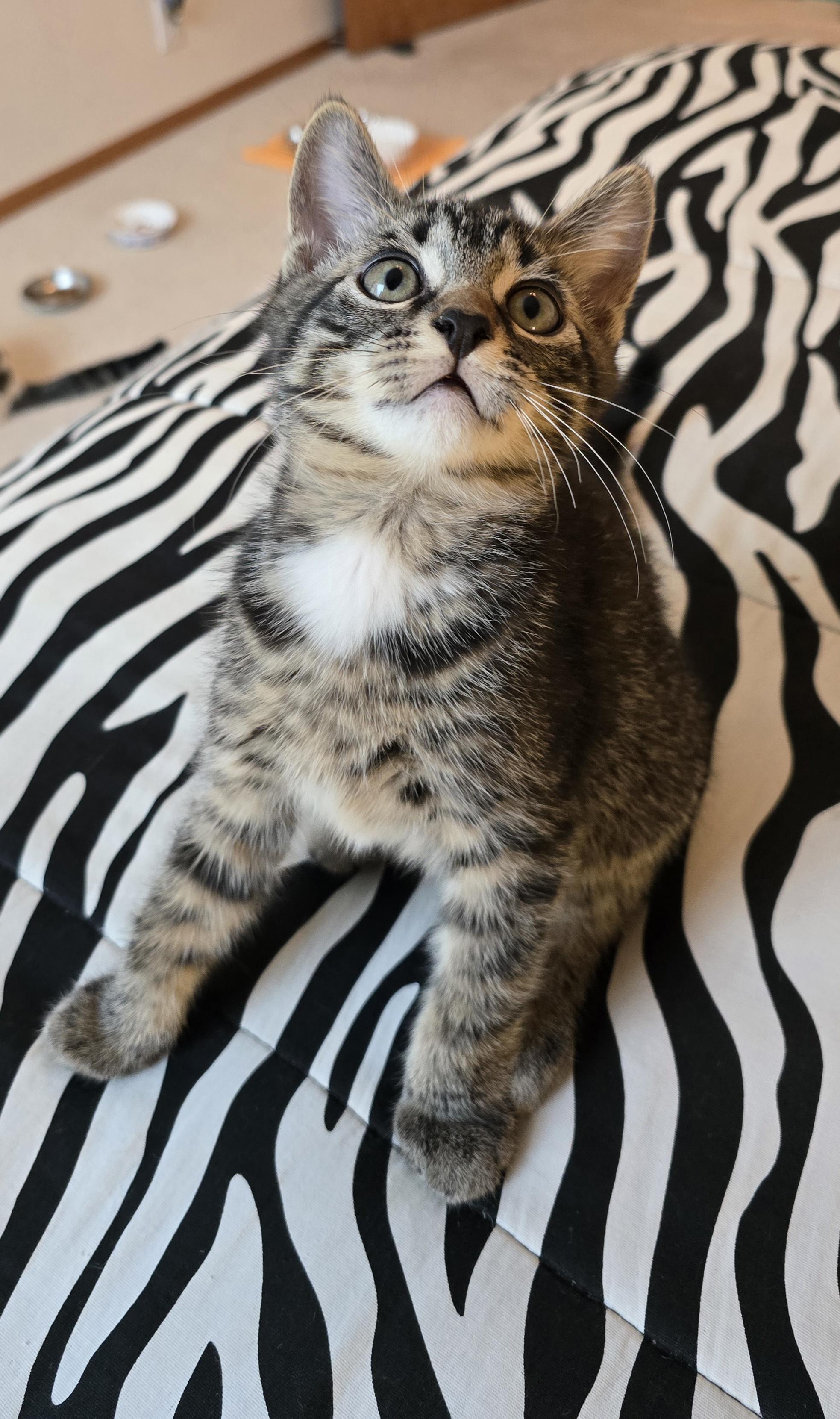 Enlarge Truffle, a ADOPTABLE mixed breed in Fargo, ND image 4/4